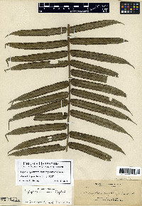 Angiopteris subcuspidata image