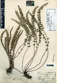 Asplenium castaneum image