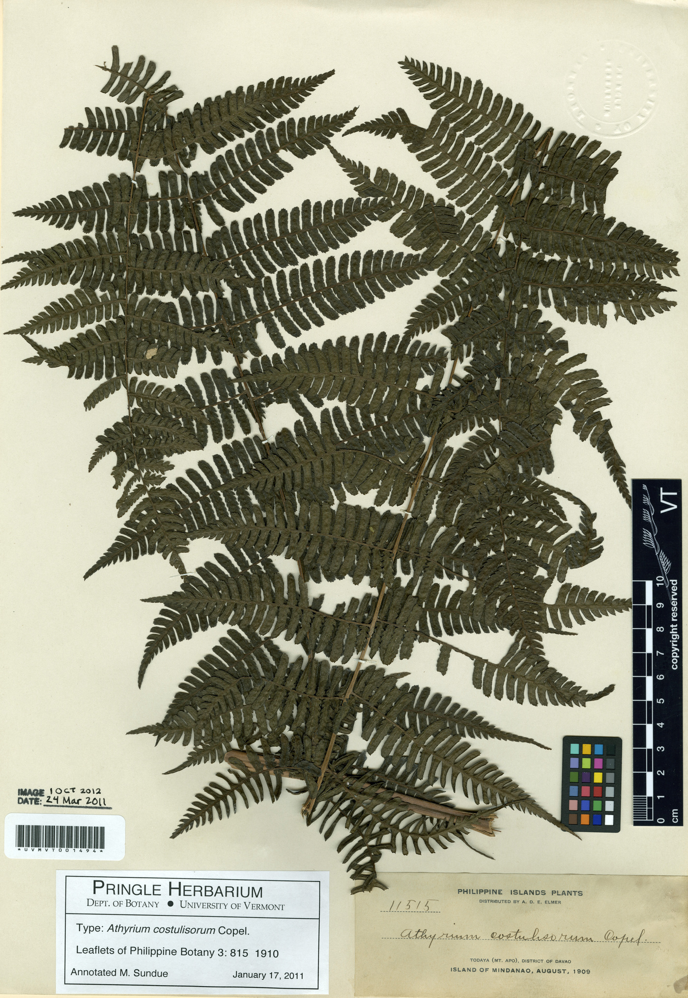 Diplazium costulisorum image