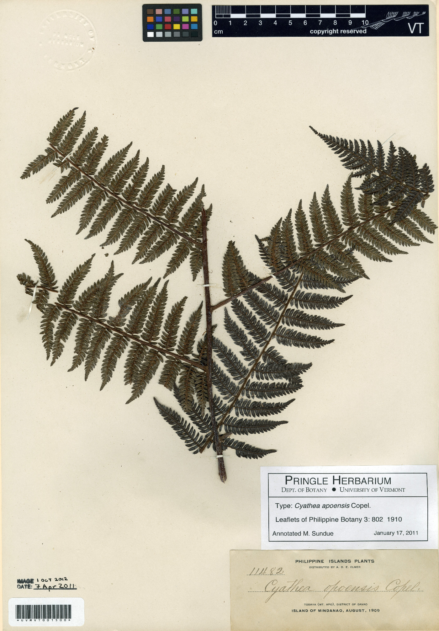 Cyathea apoensis image