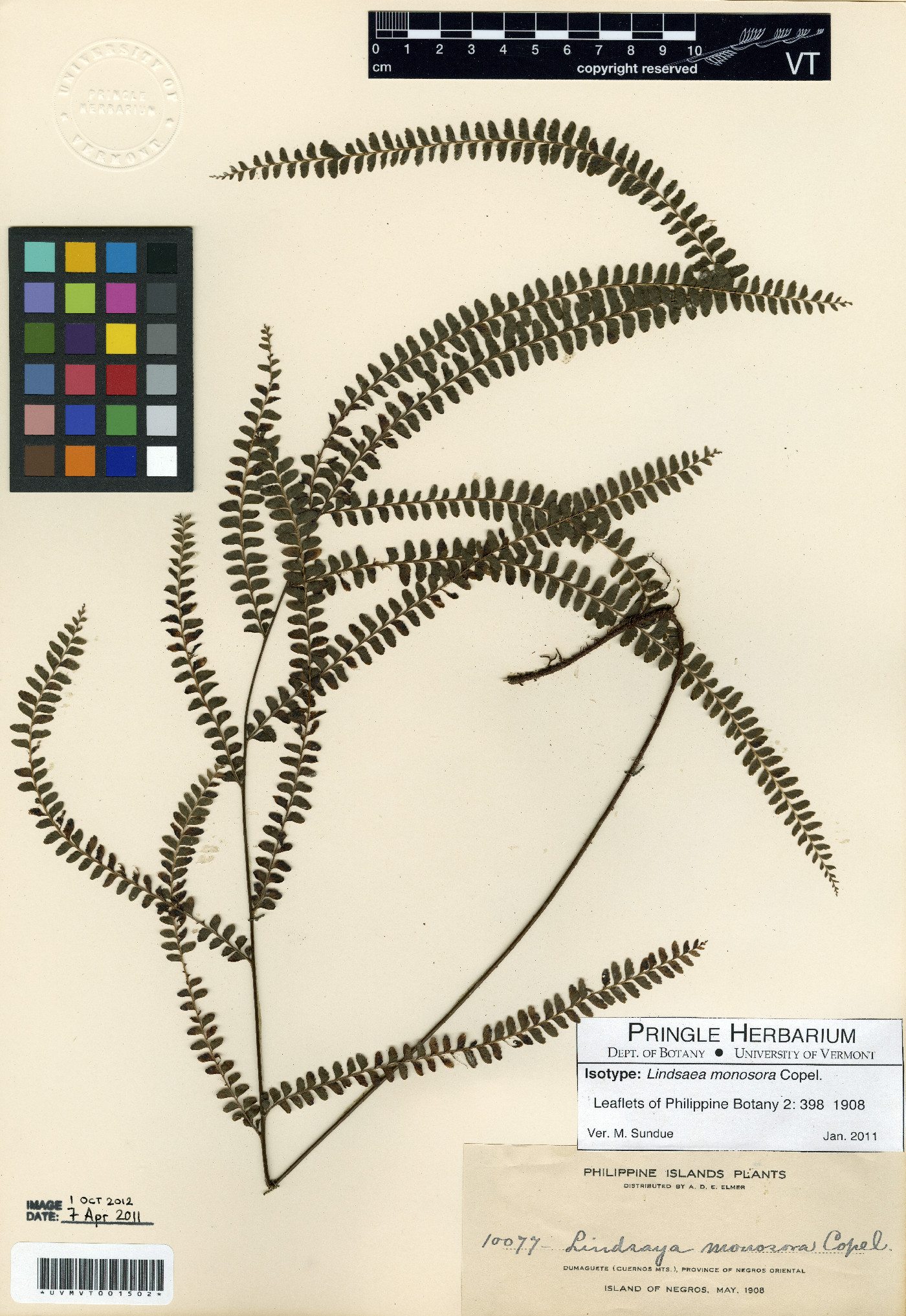 Lindsaea monosora image
