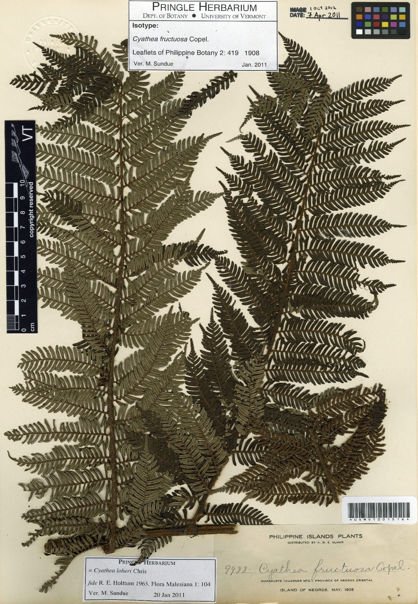 Cyathea loheri image
