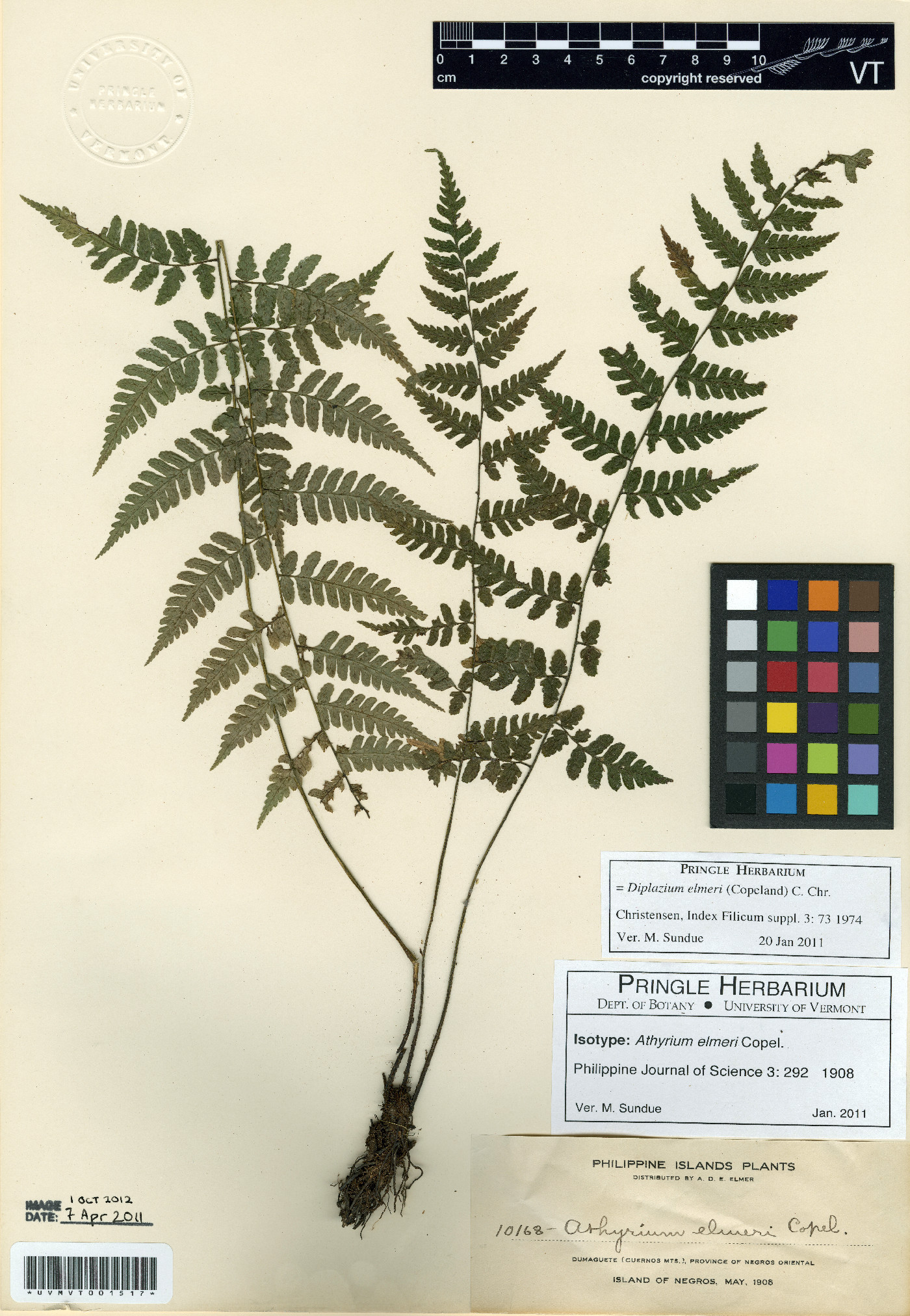 Athyrium elmeri image
