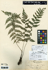 Media resource of Athyrium elmeri