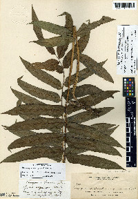 Lomagramma pteroides image