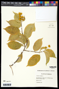 Celastrus scandens image