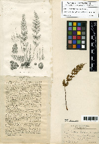 Myriopteris × parishii image