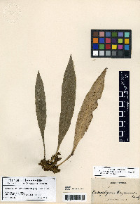 Polytaenium cajenense image
