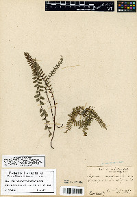 Asplenium vespertinum image