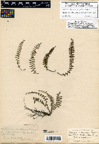 Asplenium vespertinum image