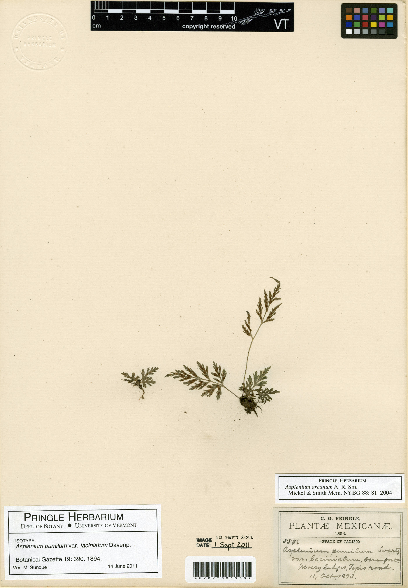 Asplenium arcanum image