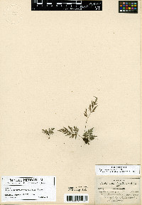 Media resource of Asplenium arcanum