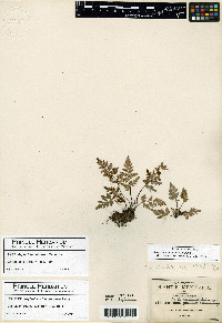 Asplenium adiantum-nigrum image