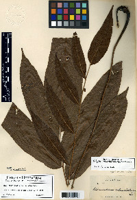 Meniscium macrophyllum image