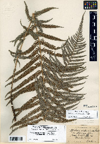 Thelypteris resinifera image