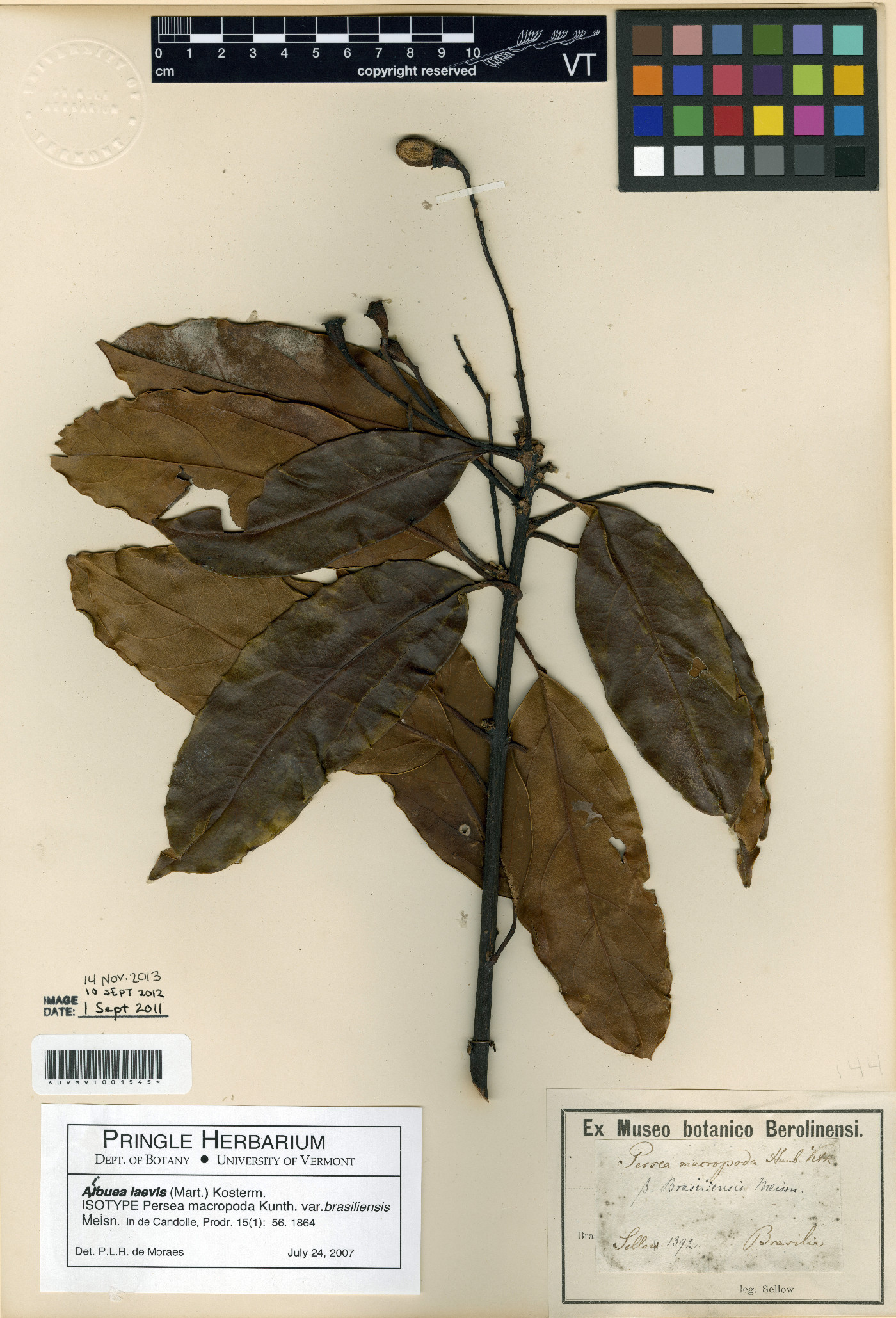 Aiouea laevis image