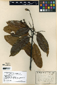 Media resource of Aiouea laevis