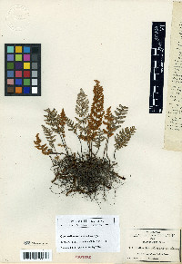 Myriopteris mexicana image