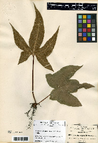Bommeria elegans image