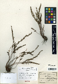 Notholaena greggii image