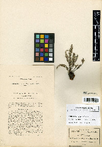 Notholaena bryopoda image