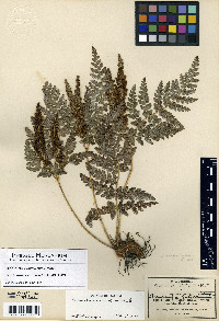 Anemia karwinskyana image