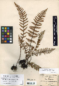 Notholaena galeottii image