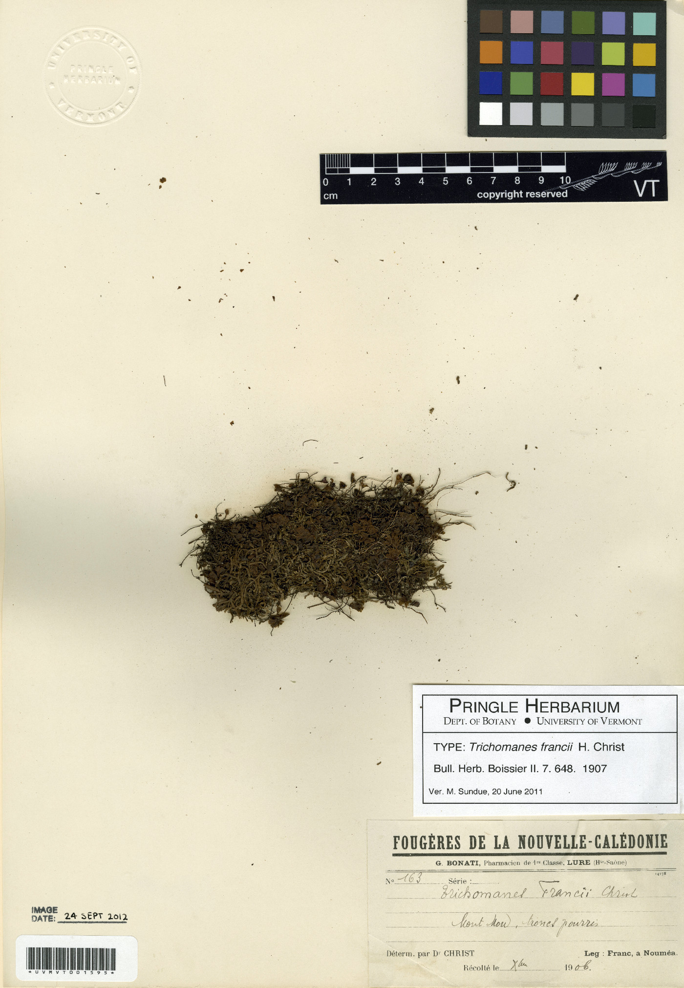 Hymenophyllum francii image