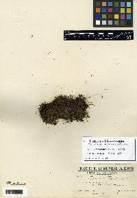 Hymenophyllum francii image