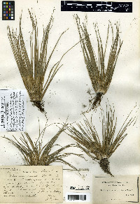 Isoëtes tenella image