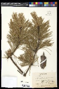Pinus echinata image