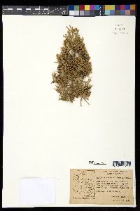 Juniperus monosperma image