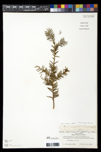 Taxus canadensis image