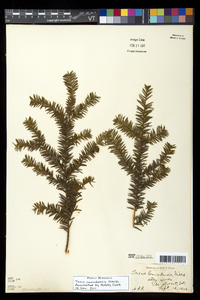 Taxus canadensis image