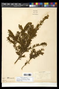 Taxus canadensis image