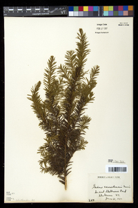 Taxus canadensis image