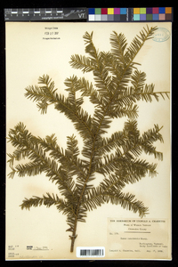 Taxus canadensis image