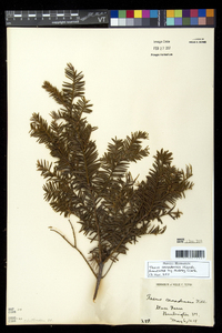 Taxus canadensis image