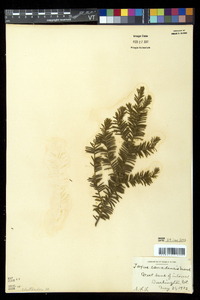 Taxus canadensis image