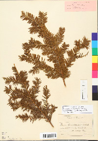 Taxus canadensis image