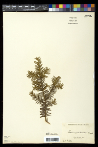 Taxus canadensis image