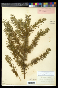 Taxus canadensis image