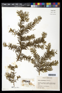 Taxus canadensis image