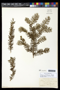 Taxus canadensis image