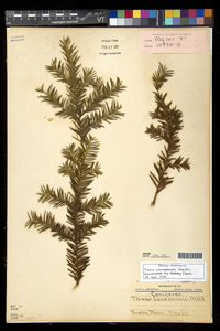 Taxus canadensis image