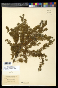 Taxus canadensis image