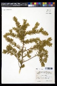 Taxus canadensis image