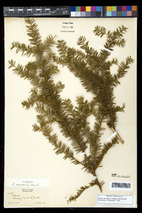 Taxus canadensis image