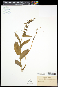 Epipactis helleborine image