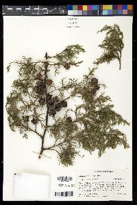 Cupressus lusitanica var. benthamii image
